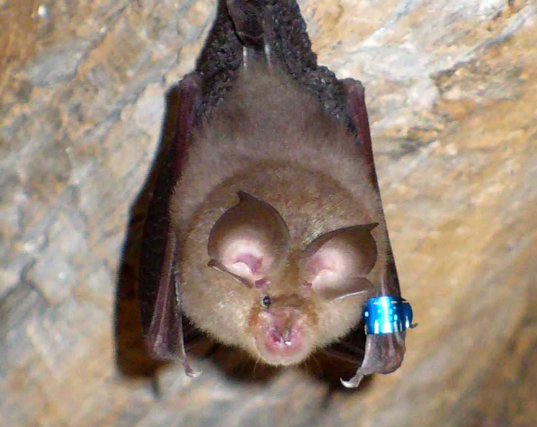 A lesser horseshoe bat (cropped).