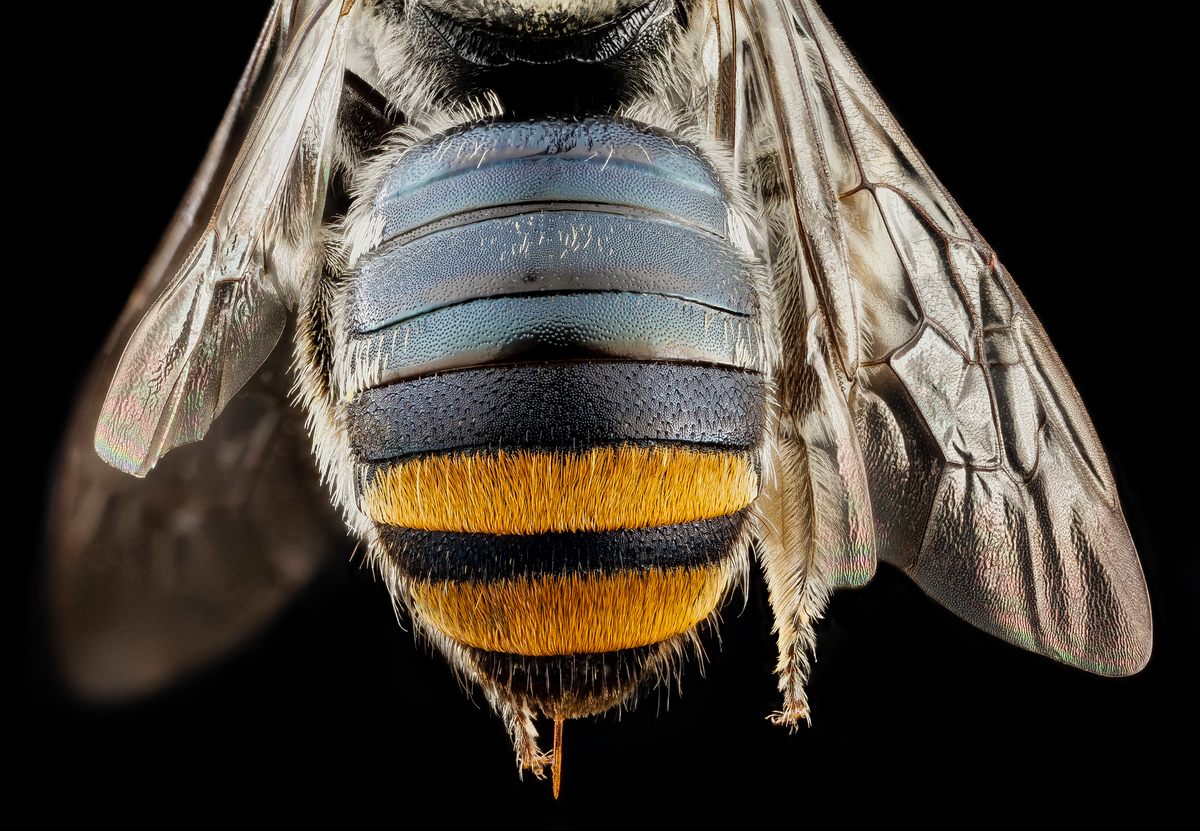 How Close-Up Glamour Shots Are Generating Buzz for Bees