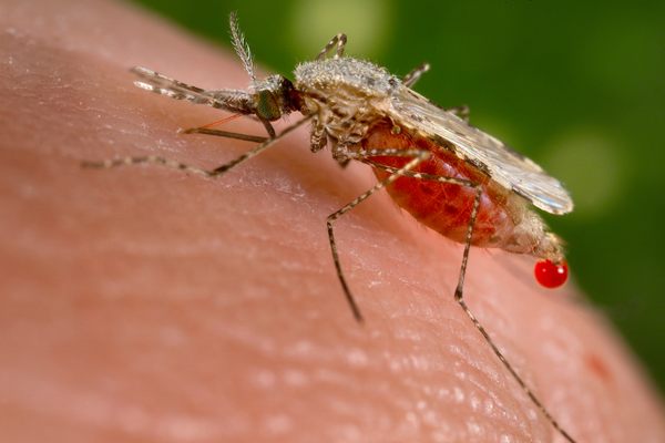 The Anopheles mosquito, the main carrier of malaria. 