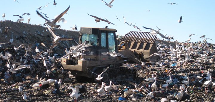 Storks chilling in their new full-time home.