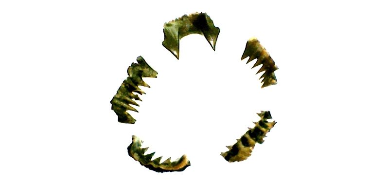 The lamprey teeth found near London's Mansion House station.