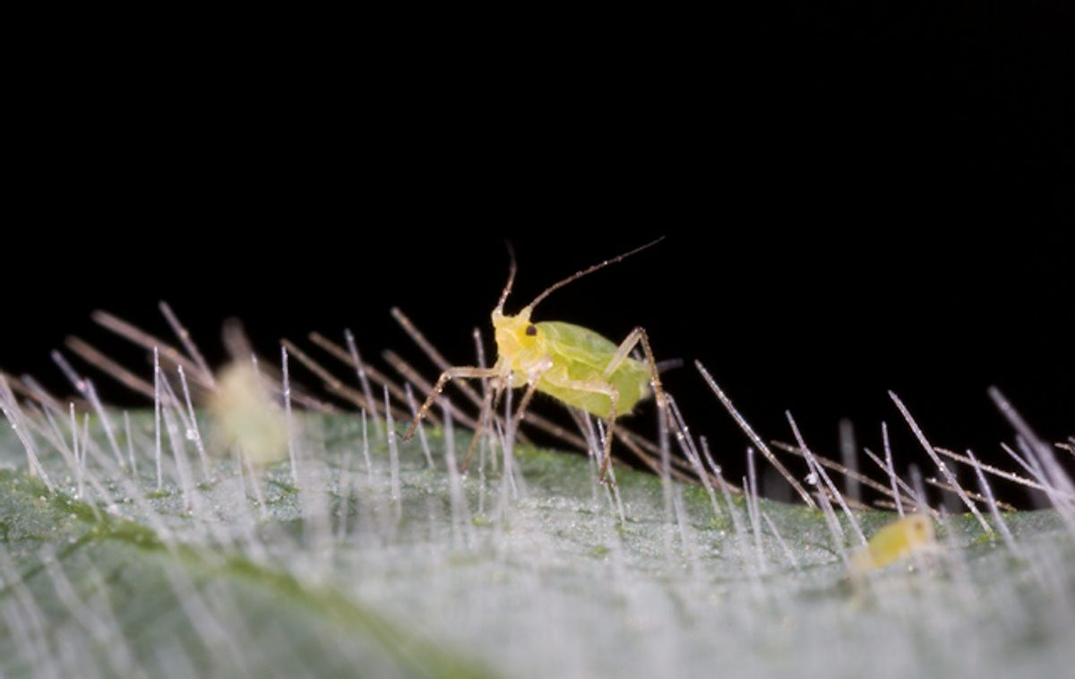 Small and mighty—or, at least, mightily destructive.