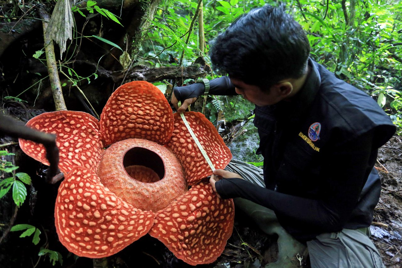 The record-breaking <em>Rafflesia</em>, taken on December 31.
