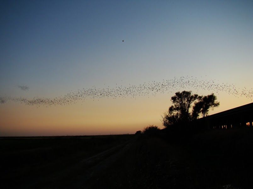 A "batnado" in action.