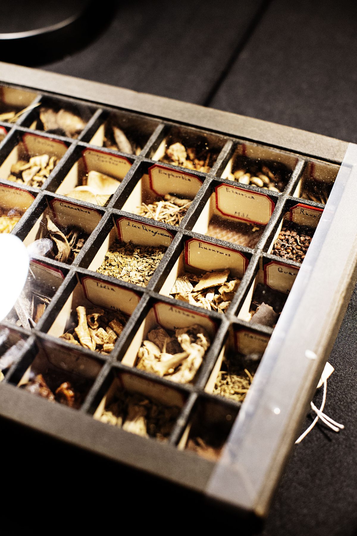 Some of the many herbs used in plague water and other medicinal mixes.
