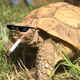 littleturtle profile photo