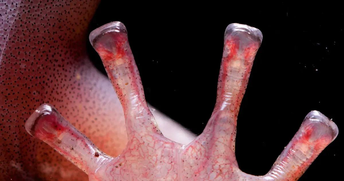 The square-shaped, blood-filled toe tips of a wandering salamander (<em>Aneides vagrans</em>) help them navigate their treetop habitat.