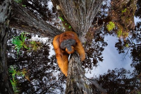 The World Is Going Upside Down, orangutan in Tanjung Puting National Park, Borneo, by Thomas Vijayan. 