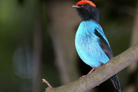 A striking helmeted manakin 