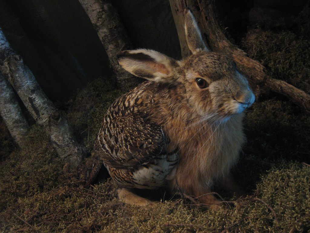 The skvader, a rabbit with the wings of a grouse.