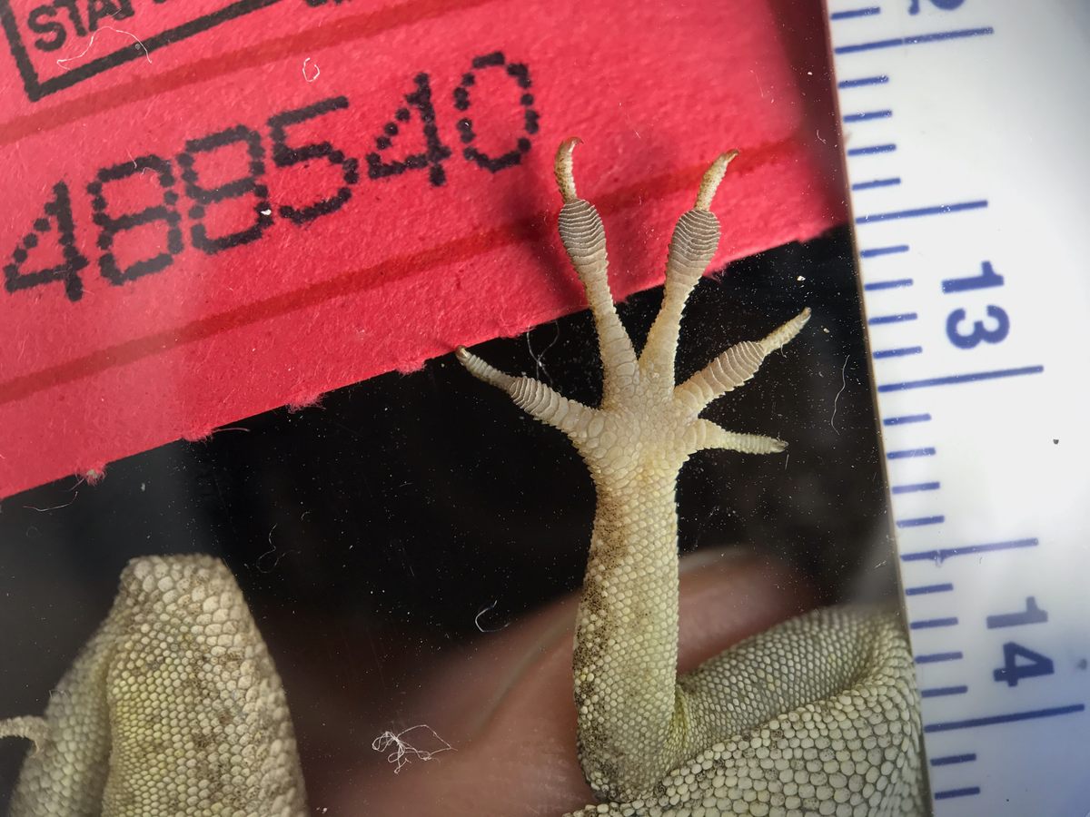 The lizard's toe pads have increased in surface area, seemingly in response to hurricanes.