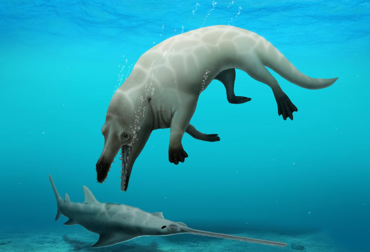 <em>P. anubis</em> likely hunted armored fish and other formidable prey.