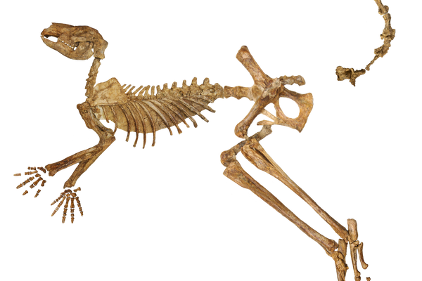 A near-complete fossil skeleton of Protemnodon viator from Lake Callabonna, missing just a few bones from the hand, foot, and tail.