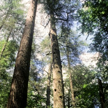 Although much of Appalachia’s old-growth forests have been destroyed, those that survive are glorious.