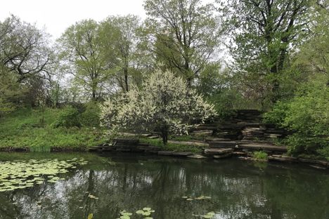 The Lily Pool.