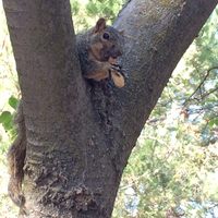 Profile image for LookASquirrel