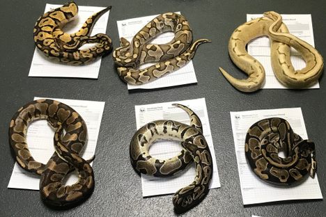 Six of the snakes left behind the Farringdon Community Fire Station, in a suburb of Sunderland, England.