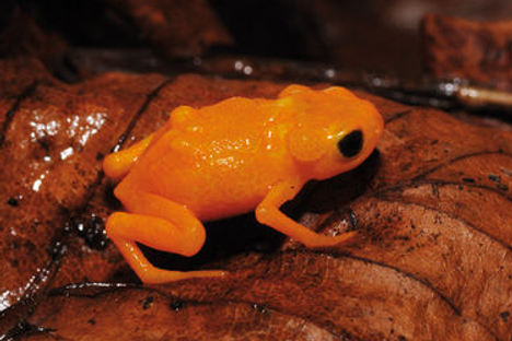 The Tiny Brazilian Frogs Who Can't Hear Each Other's Calls