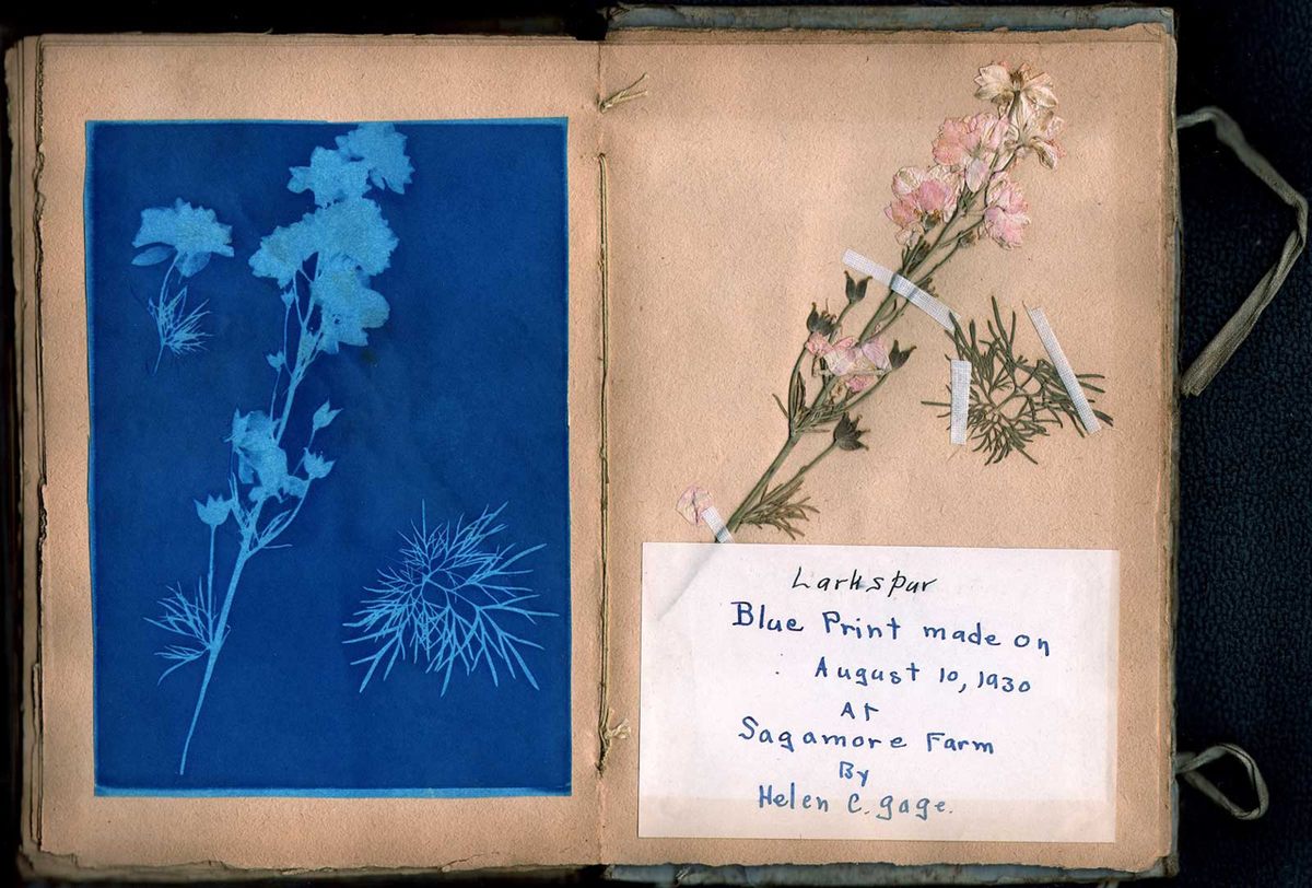Herschel’s friend Anna Atkins established the medium as a key tool for scientific illustration. Published in 1843, <em>British Algae: Cyanotype Impressions</em> is thought to be the first book primarily illustrated with photographs.