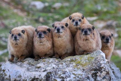 The hyraxes have previously been shown to have distinct dialects in different regions of Israel.