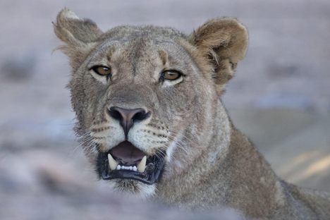 After nearly 40 years, desert lions are once again hunting marine prey along Namibia’s Skeleton Coast, where scientists believed the knowledge had been lost.