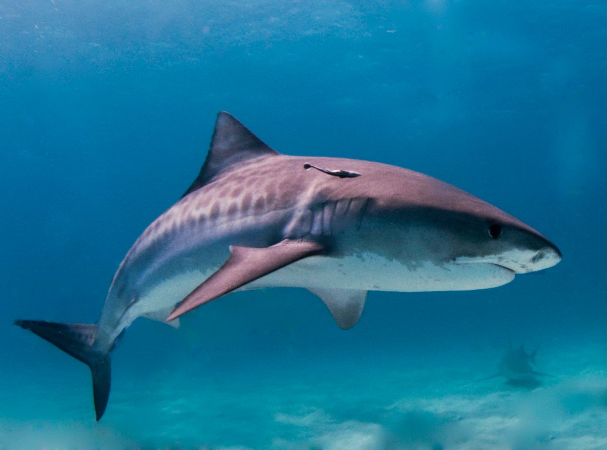 A tiger shark in the Bahamas.