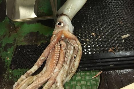 Second Giant Squid of the Year Caught Off the Coast of Ireland