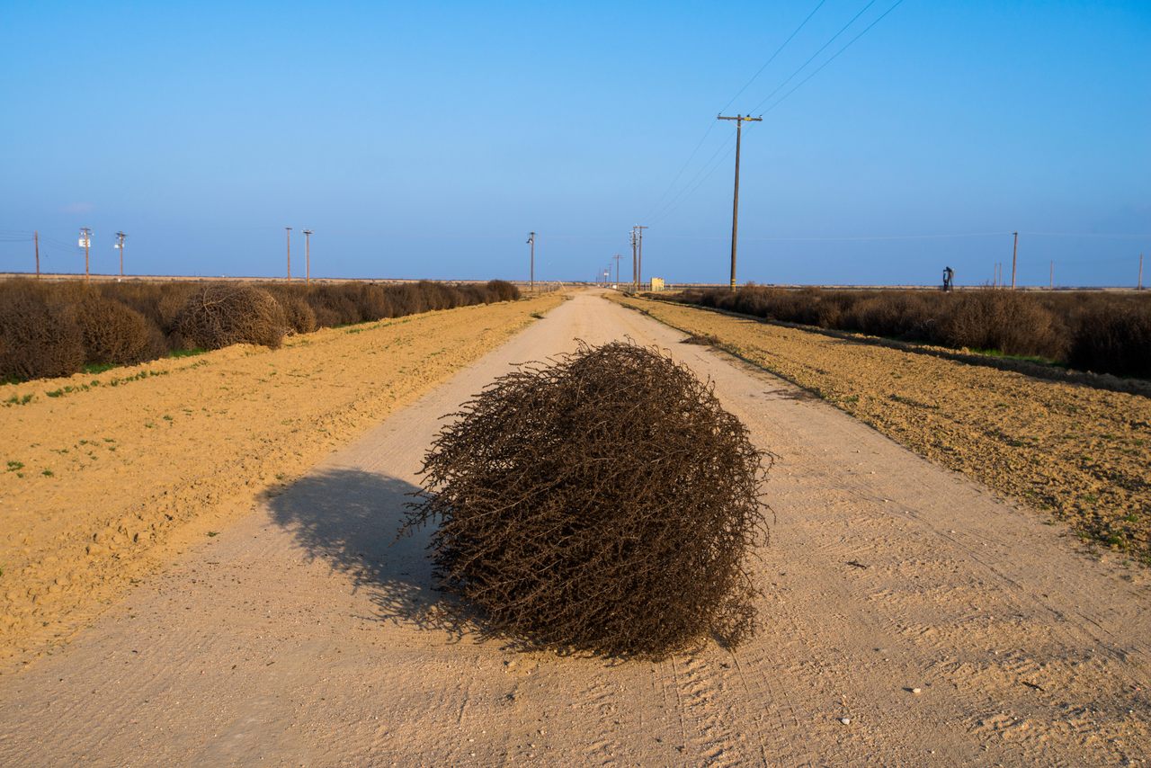 A tumbleweed making its way across Lost Hills, California, in 2013.
