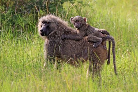 A female olive baboon carrying a juvenile. In baboon society, all members help make decisions, even decidedly non-alpha duos like this.