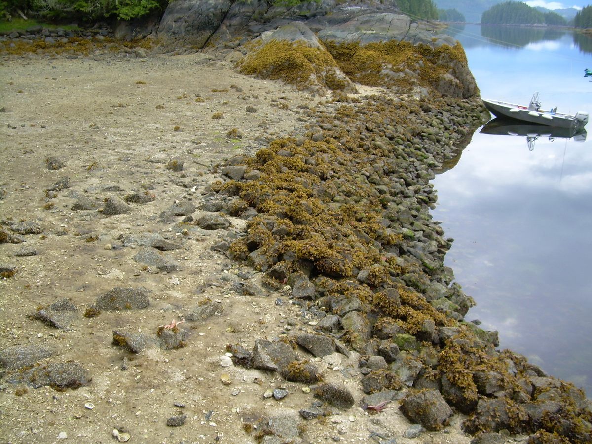 Rock wall terraces create ideal conditions for clams.