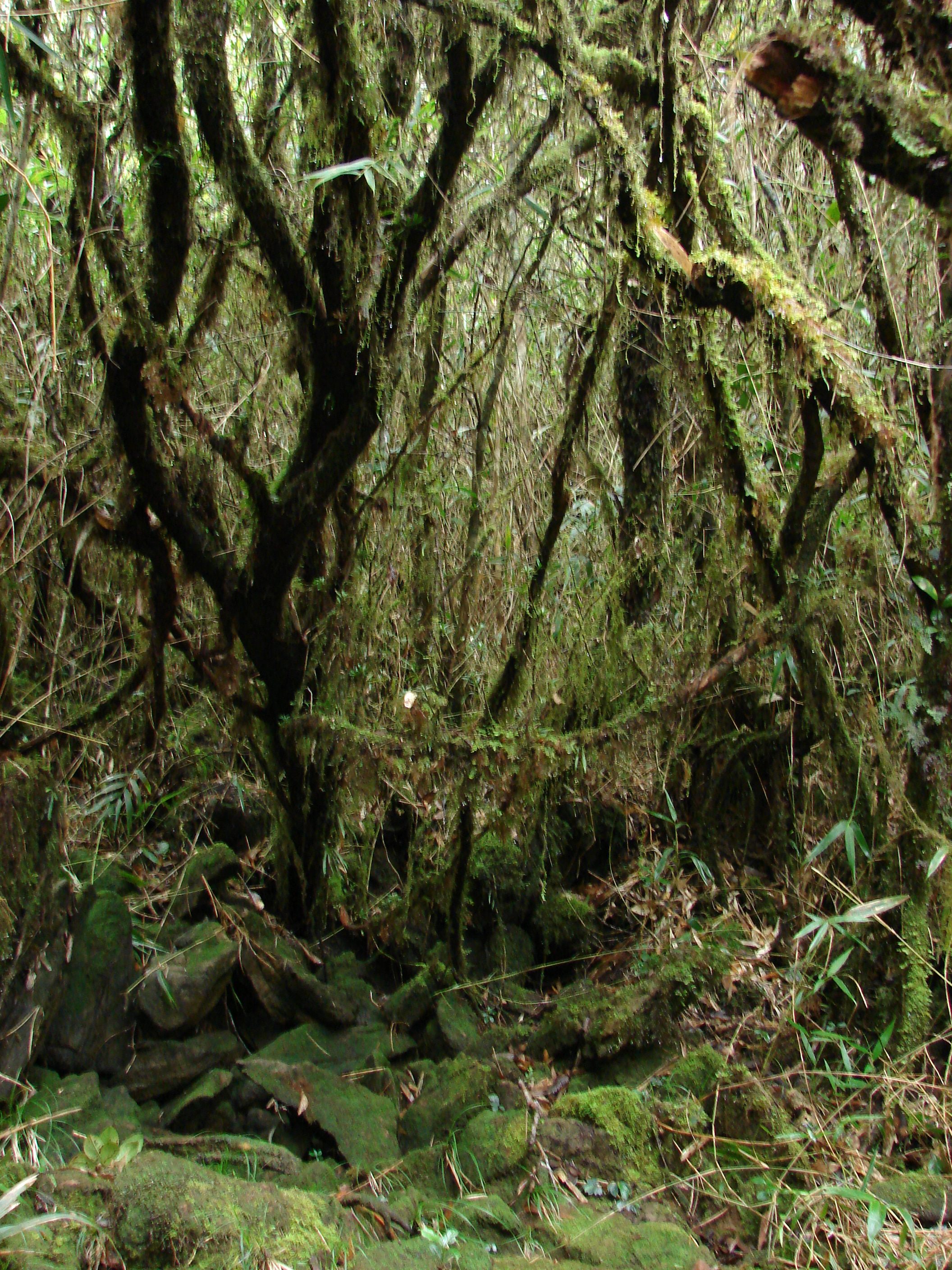 As one ascends the mountain, the ecosystem changes from tropical to mossy.