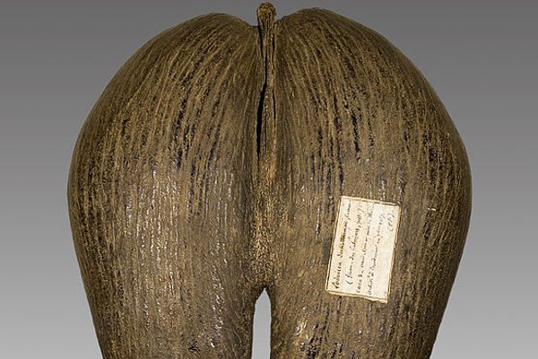 The nut of the coco de mer tree