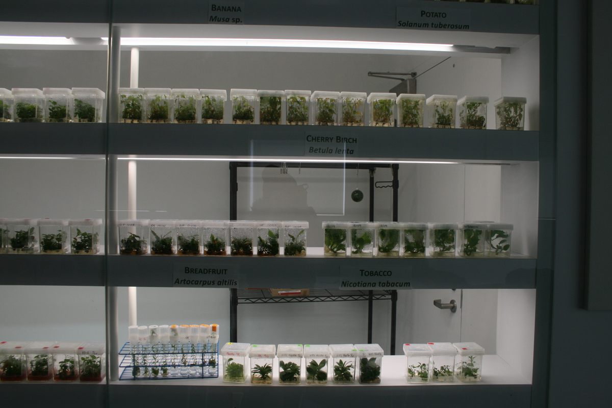 Another wall of plants.