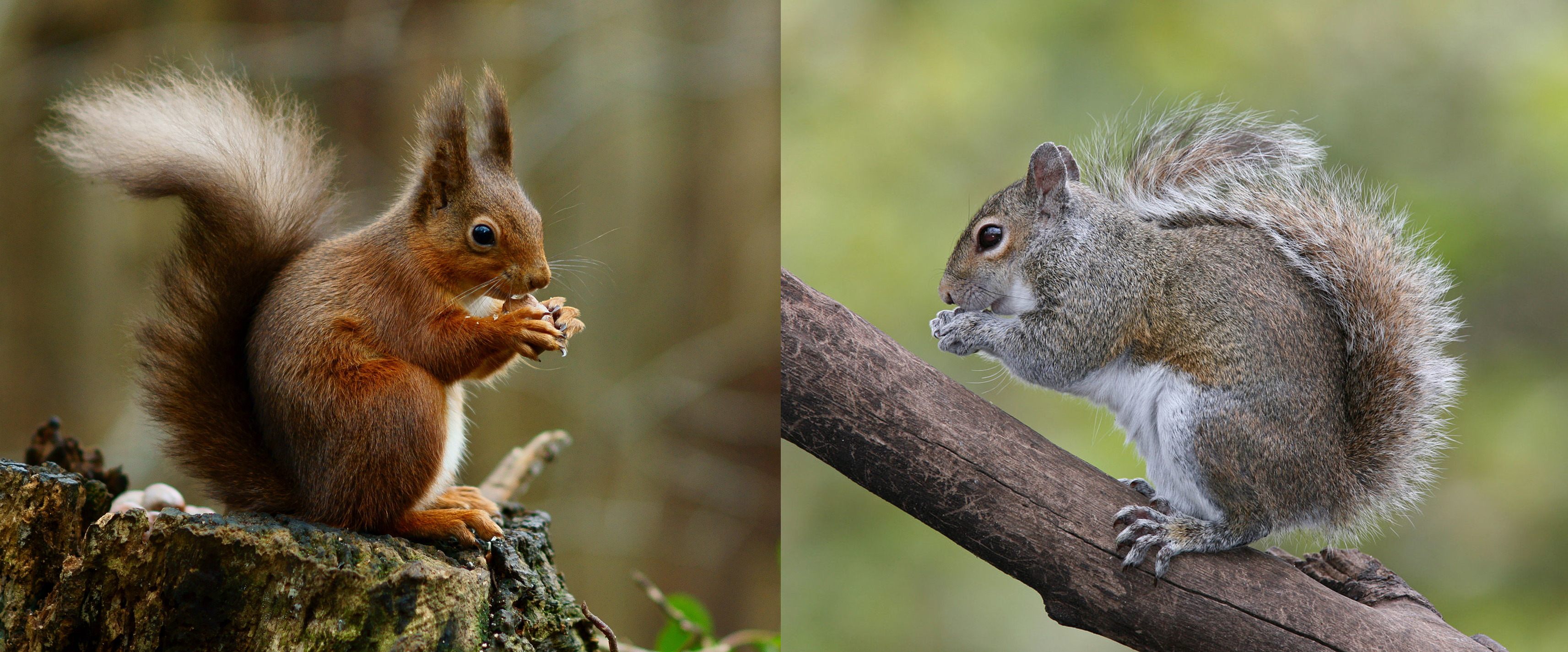 red squirrel vs grey squirrel