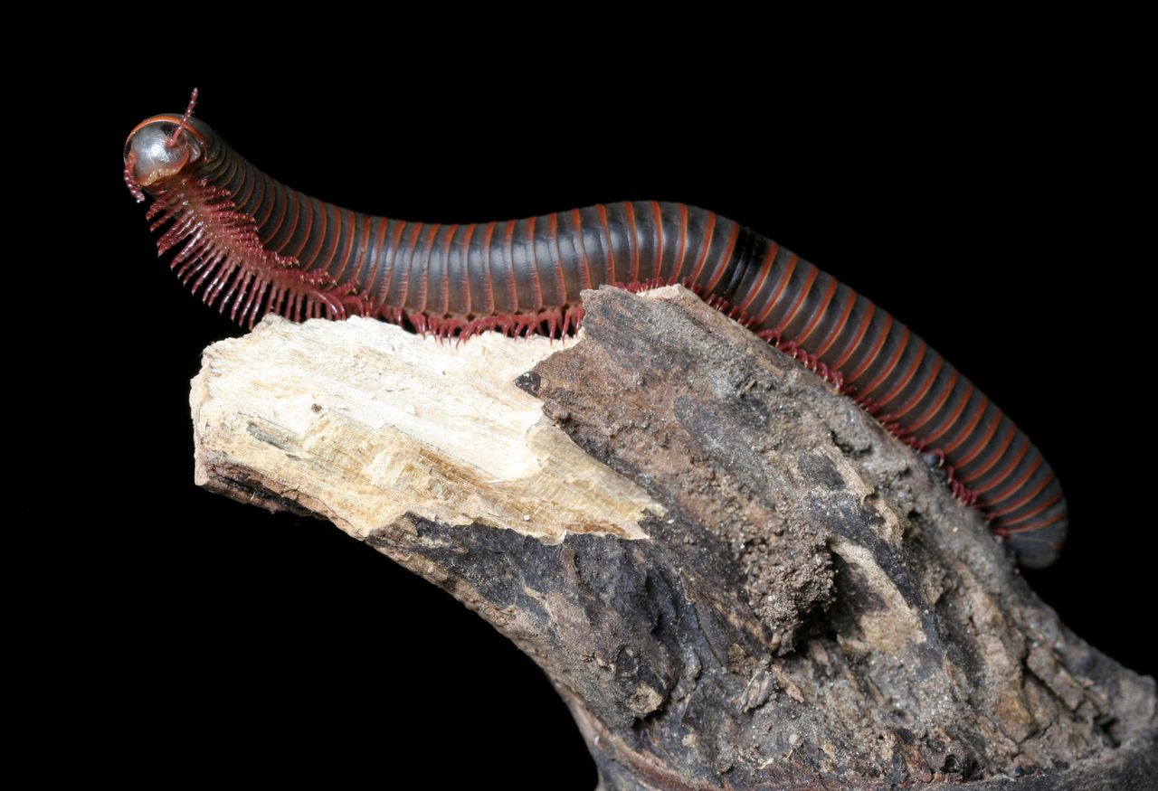 On Tuckernuck Island, the American giant millipede is in danger of losing its head. Scientists don't know what is responsible for the unprecedented number of decapitations.