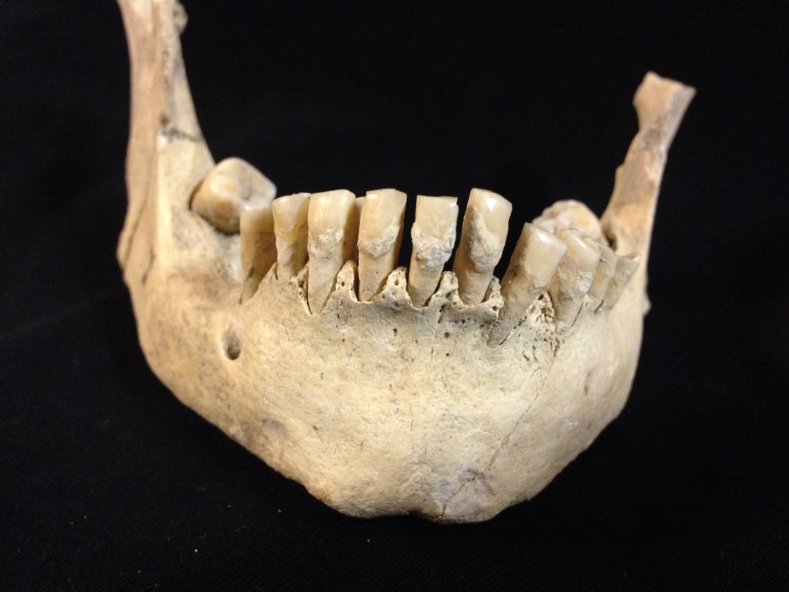 A very-old jawbone from Dorset County Museum.