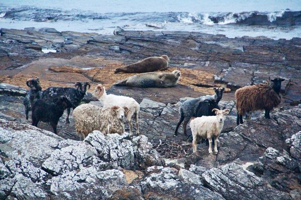 A fairly unusual sight: Sheep share the shore with seals, known as "selkies" in Orcadian dialect.  