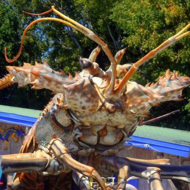 Betsy the Lobster
