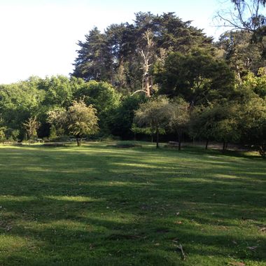 An open glen is home to the trees that represent the native state alliance