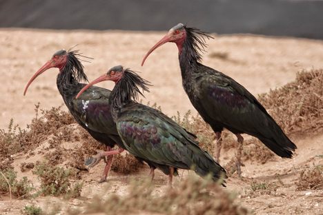 The Northern bald ibis, 'waldrapp' in German, seen in 2018.