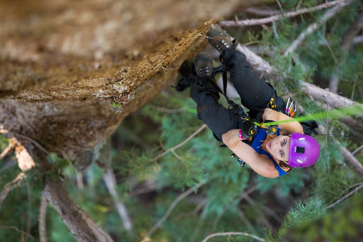 Baxter ascending a tree in Sequoia National Park.