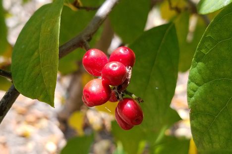 American Spicebush