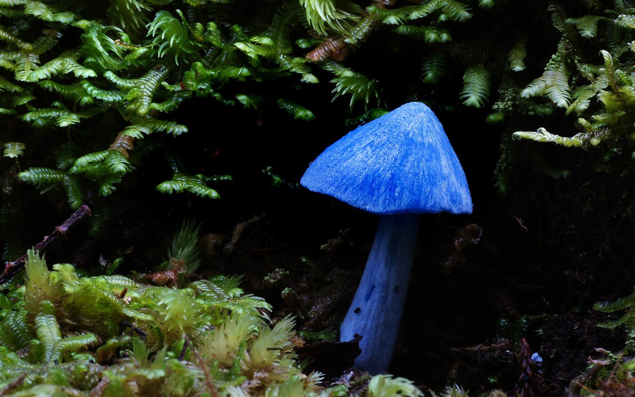The mushrooms typically appear on their own or in a very small cluster.