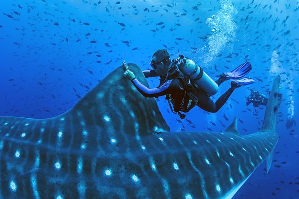 乔纳森·格林在一只成年雌性鲸鲨的背鳍上安装了一个双卫星标签。