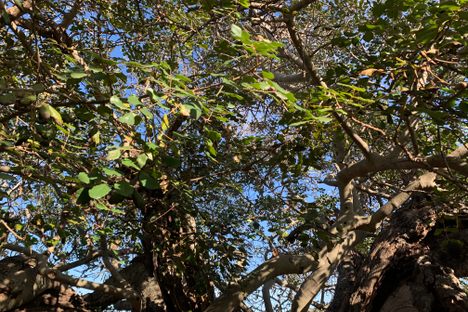 This carob tree is thought to be more than 1,000 years old.