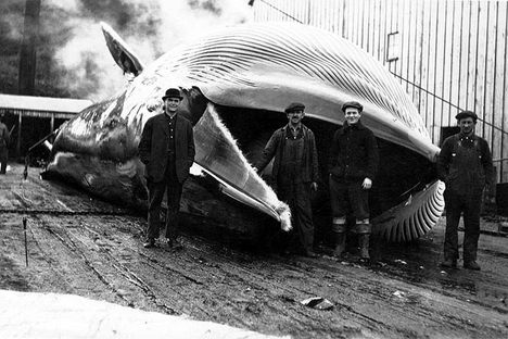 Whale oil was so important it was declared key to national defense in World War II. 