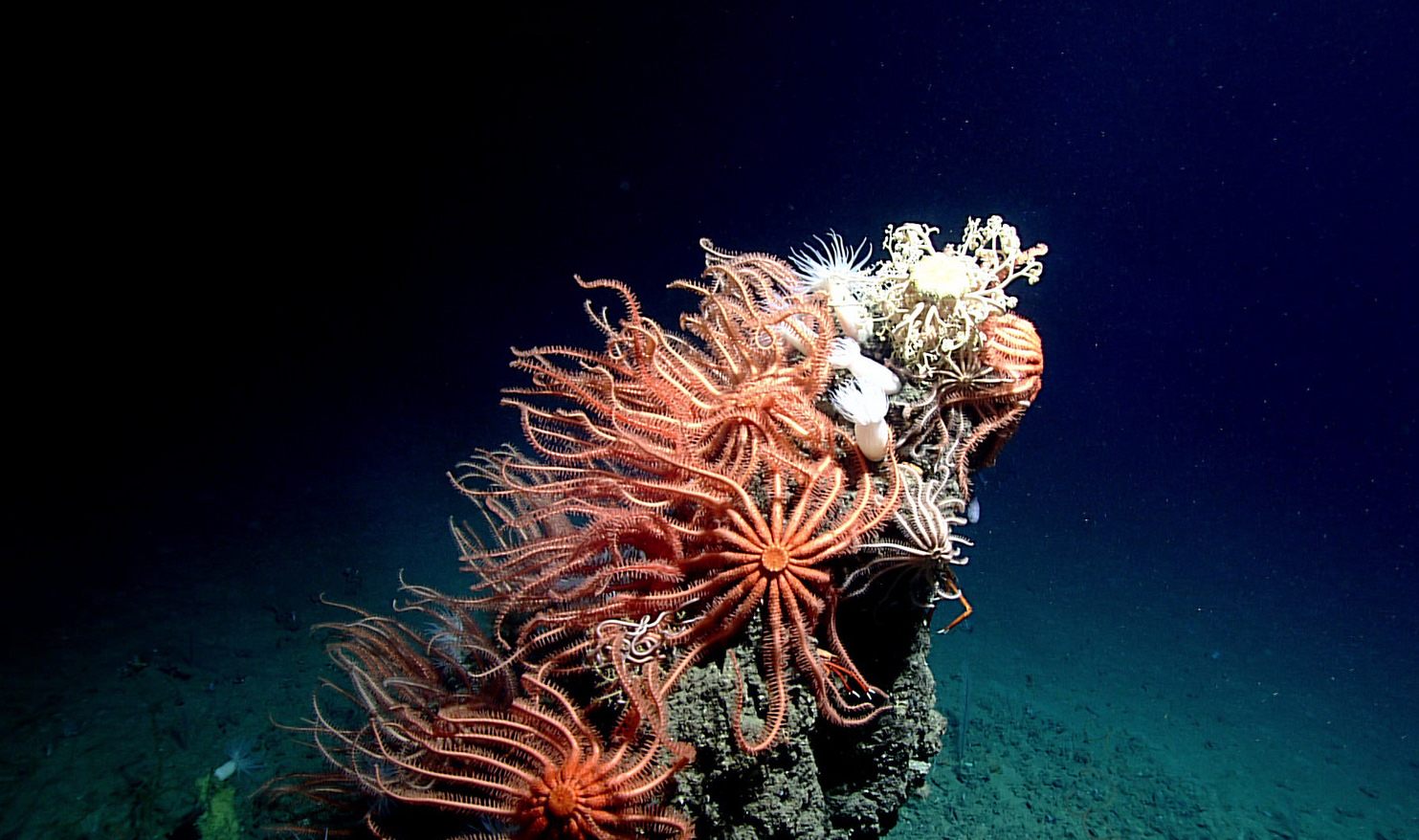 Sea stars in the Gulf of Mexico in 2017.
