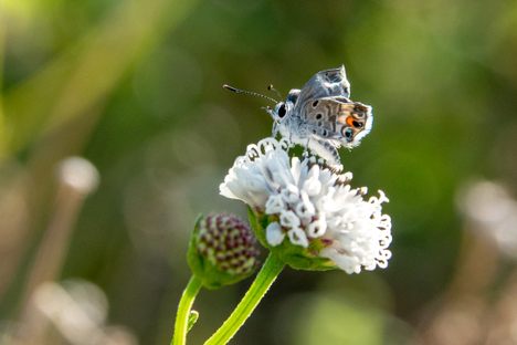 Miami blue butterflies are one of the rarest insects in the world.