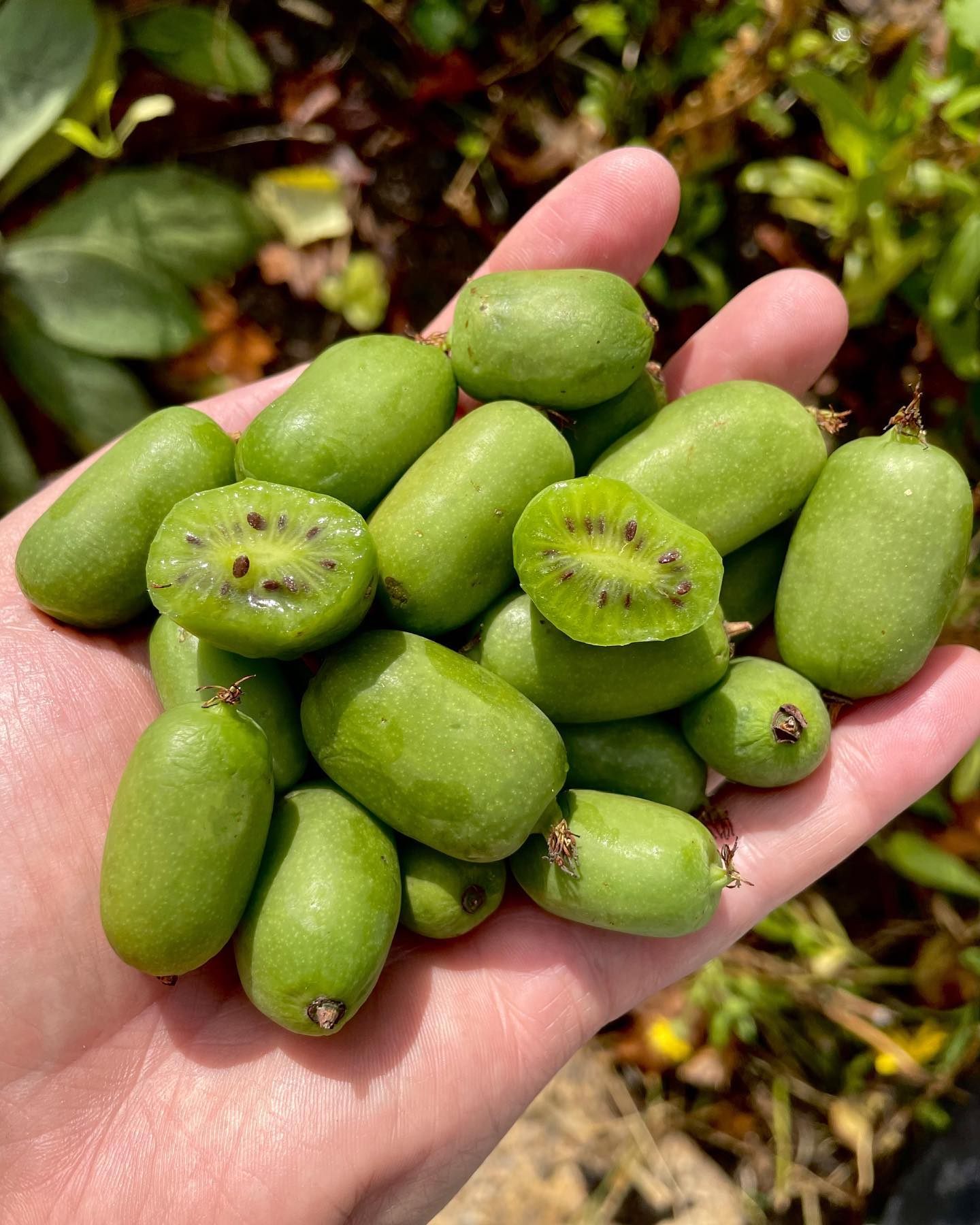 How to Grow Your Own Wondrous Fruits - Gastro Obscura