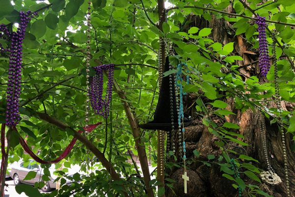 Witches’ Tree - Louisville, KY